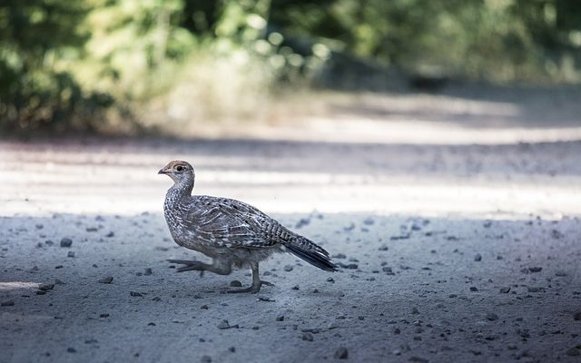 Comment pocher du poulet congelé congelé