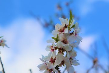 Comment prendre soin d'un arbre à mimosa