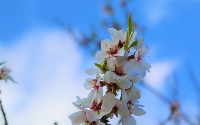 Comment prendre soin d'un arbre à mimosa