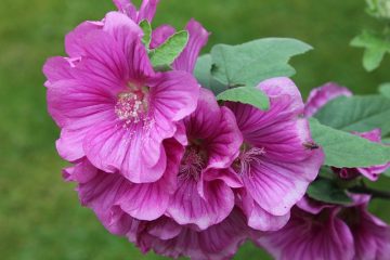 Comment prendre soin d'une plante de mauve Lavatera