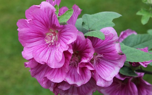 Comment prendre soin d'une plante de mauve Lavatera