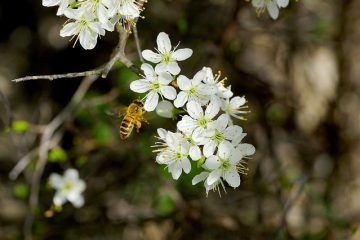 Comment réparer le miel nuageux