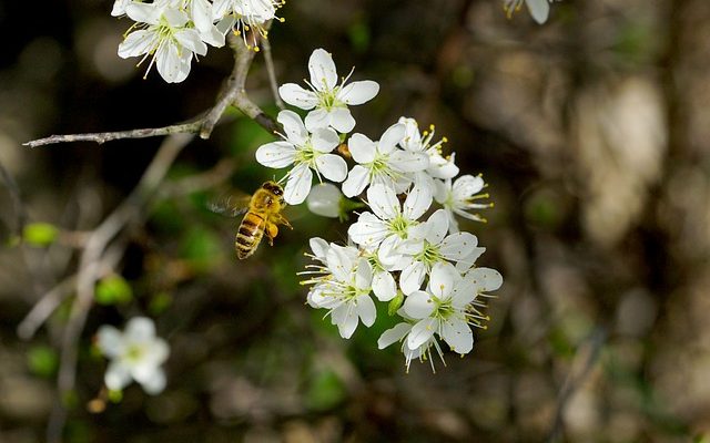 Comment réparer le miel nuageux