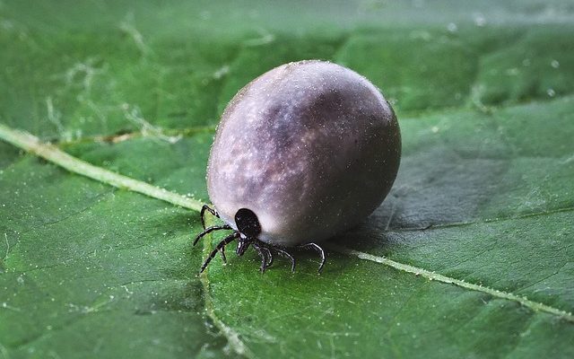 Comment se débarrasser des acariens à la maison ?