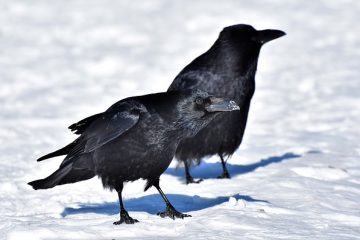 Comment se débarrasser des corbeaux