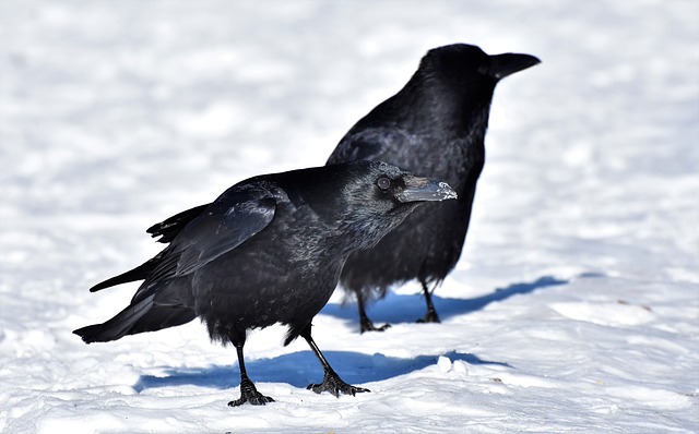 Comment se débarrasser des corbeaux