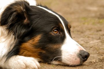 Comment traiter l'urticaire chez le chien ?