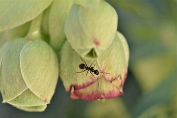 Comment tuer les fourmis entre les planches d'un pont en bois