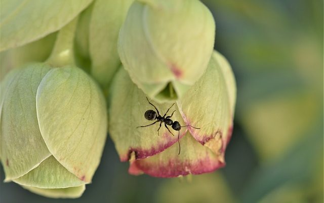 Comment tuer les fourmis entre les planches d'un pont en bois