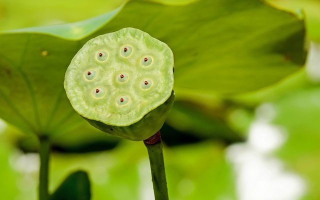 Comment utiliser les plantes pour garder un étang propre