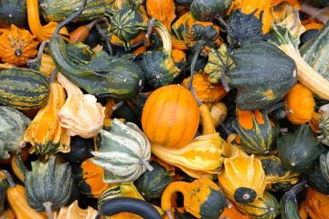 Différentes variétés de courges végétales