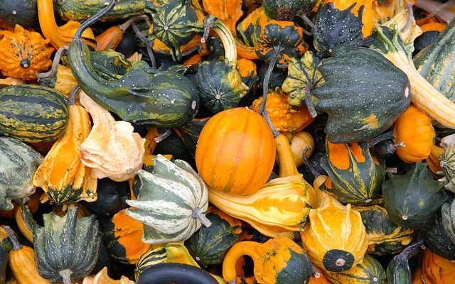 Différentes variétés de courges végétales