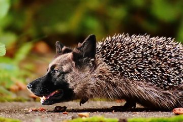 Effets de l'urine de chien mâle sur les plantes