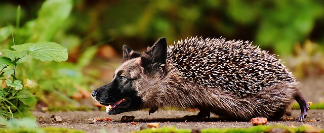 Effets de l'urine de chien mâle sur les plantes