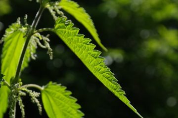 Effets du tabac sur la sérotonine