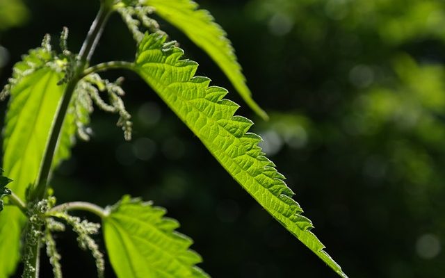 Effets du tabac sur la sérotonine