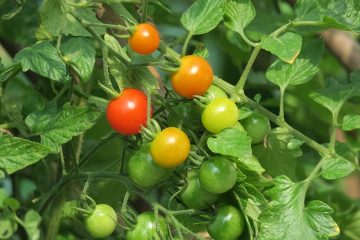 Feuilles de légumes comestibles