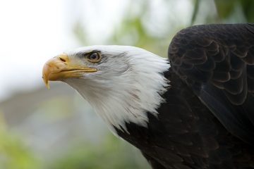 Histoire de la danse de l'aigle amérindien