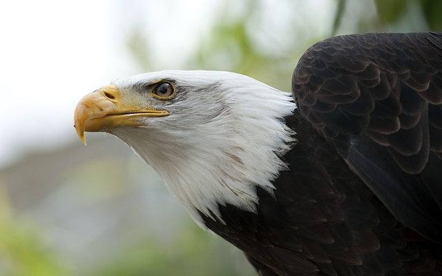 Histoire de la danse de l'aigle amérindien