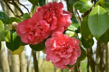 Identification des arbustes à fleurs