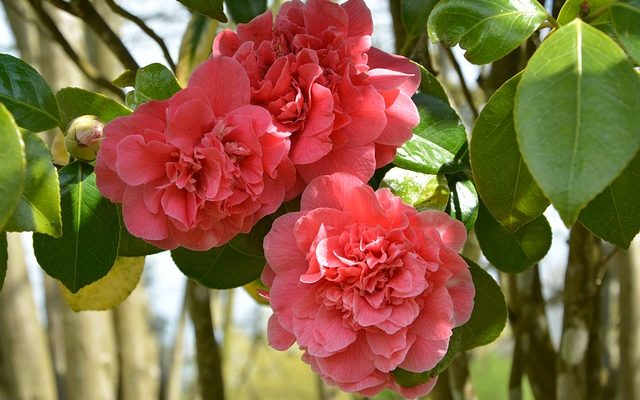 Identification des arbustes à fleurs