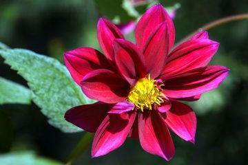 La différence entre les chrysanthèmes et les dahlias.