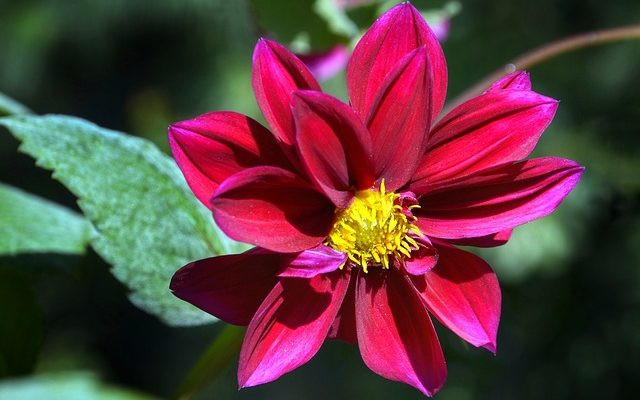 La différence entre les chrysanthèmes et les dahlias.