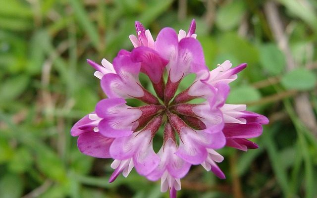 La meilleure dose d'engrais à appliquer sur les plants de maïs