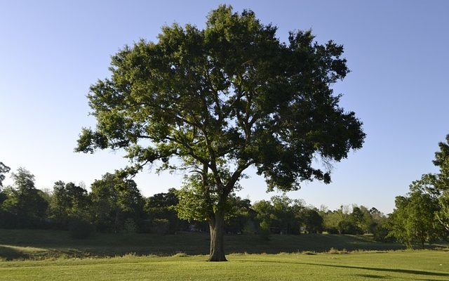 Le cyprès peut-il pousser à l'intérieur de la maison ?