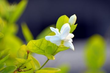 Le jasmin est-il une plante vivace ?