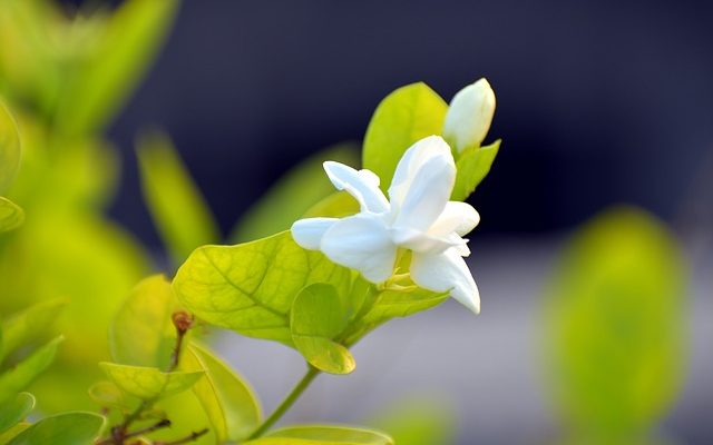 Le jasmin est-il une plante vivace ?