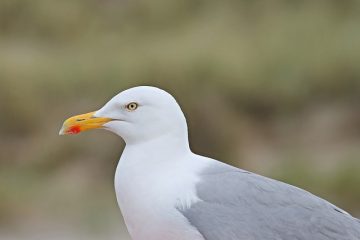 Les avantages d'un frottis teinté direct