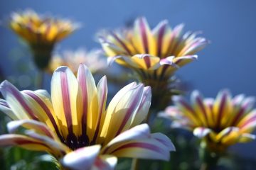 Les gazanias sont-elles vivaces ?