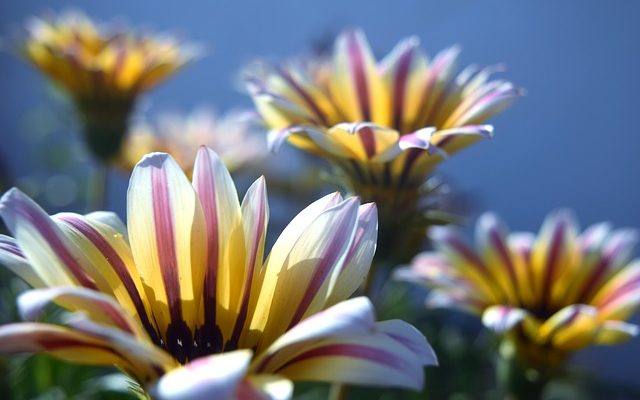 Les gazanias sont-elles vivaces ?