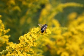 Les guêpes qui creusent des nids dans le sol