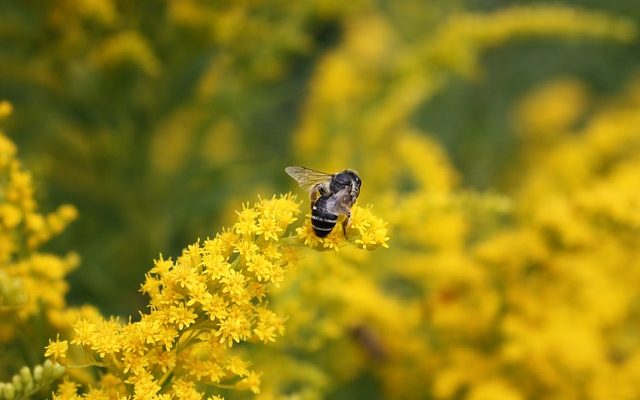 Les guêpes qui creusent des nids dans le sol