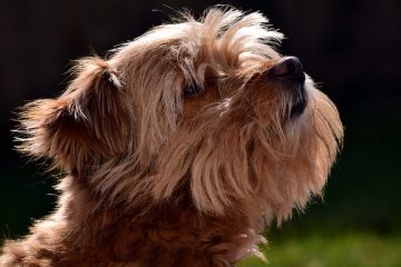 Liste des races de chiens à poil court