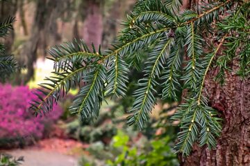 Mes conifères verts deviennent bruns à la base