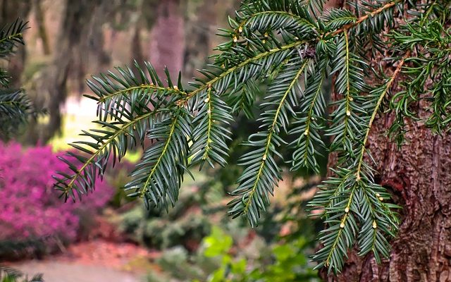 Mes conifères verts deviennent bruns à la base