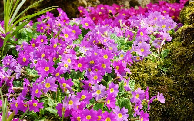 Outils d'aménagement de terrasse et de jardin gratuits