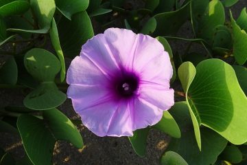 Plantes à cultiver sur des clôtures à maillons de chaîne