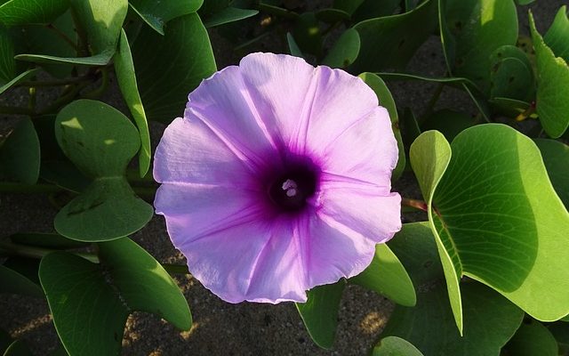 Plantes à cultiver sur des clôtures à maillons de chaîne