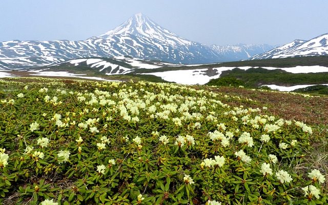 Plantes animaux autour des volcans