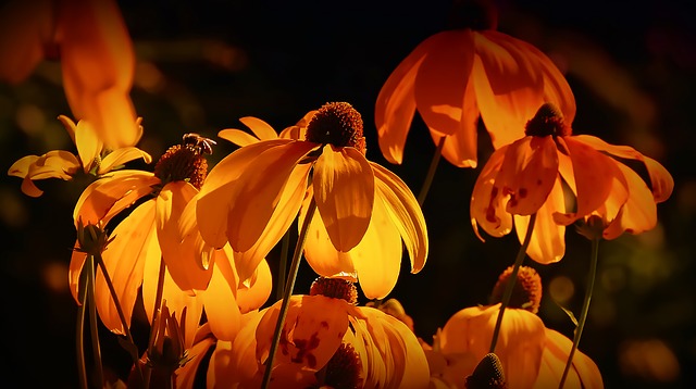 Plantes de jardin à pointes avec des fleurs