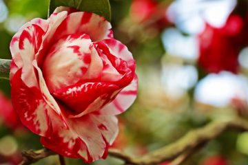 Plantes en pot pour un porche ombragé