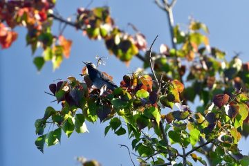 Plantes pour volière d'oiseaux