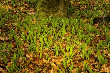 Plantes sauvages comestibles en Irlande