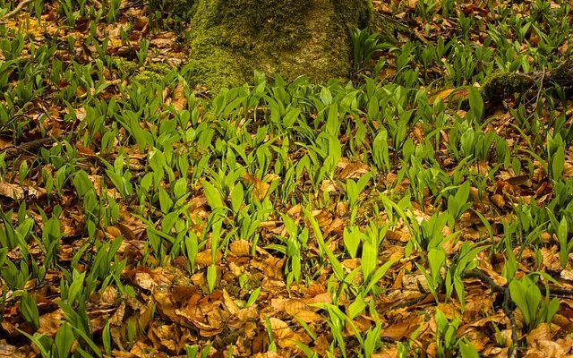 Plantes sauvages comestibles en Irlande