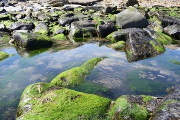 Pourquoi l'eau de ma piscine est-elle verte ?