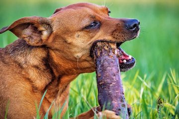 Pourquoi les chiens vomissent de la bile jaune